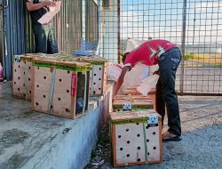 Empat Ekor Ayam Ditolak Masuk Papua Selatan karena Tak Miliki Dokumen Resmi