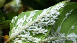 Cara Ampuh Basmi Kutu Putih & Semut pada Tanaman Cabai, Perlu Pakai Bahan Kimia?